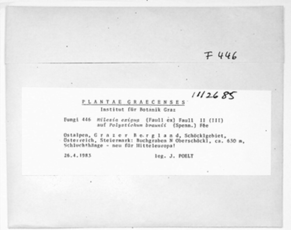 Milesina exigua image